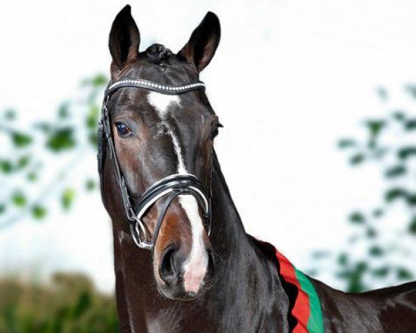 stallion Daily Deal (Westphalian, 2008, from Diamond Hit)