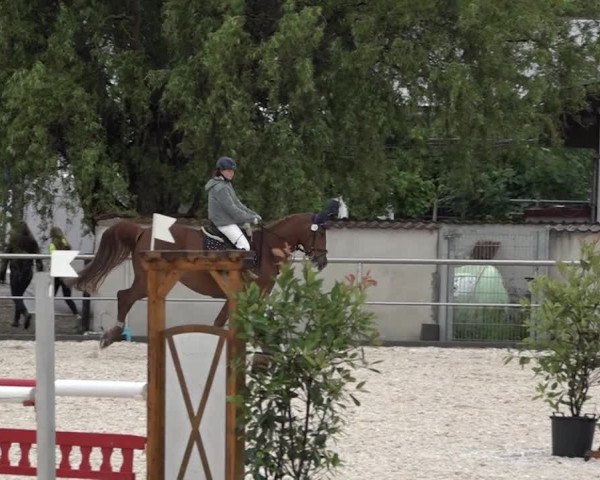 Reitturnier Achern 2018