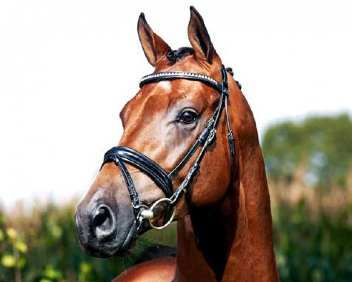 stallion Cola Zero (Oldenburg show jumper, 2008, from Cola 10)