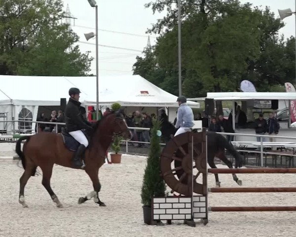 Reitturnier Achern 2018