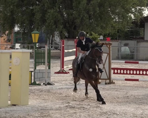 Reitturnier Achern 2018