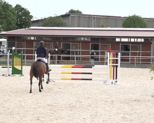 Reitturnier Achern 2018