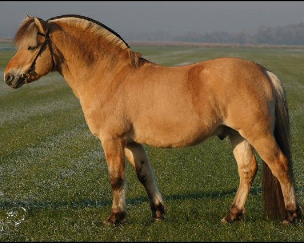 stallion Anton I-83 (Fjord Horse, 1990, from Gnist)