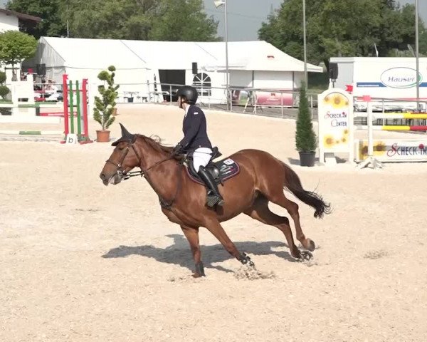 Reitturnier Achern 2018