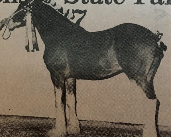 stallion Jonesway Supreme Selector (Clydesdale, 1976, from Ideal Selector) stallion Jonesway Supreme Selector (Clydesdale, 1976, from Ideal Selector)