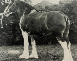 broodmare Commands Mabel (Clydesdale, 1958, from Balgreen Final Command)