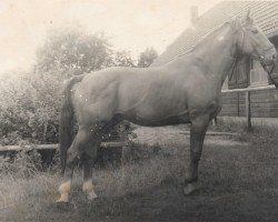stallion Goldstern (Mecklenburg, 1951, from Goldreif)