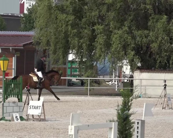 Reitturnier Achern 2018