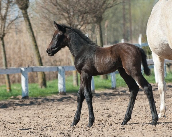 Pferd Glitz (Ungarisches Warmblut, 2017, von Lasino) Pferd Glitz (Ungarisches Warmblut, 2017, von Lasino)