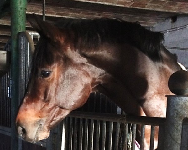 dressage horse Donald Von Klevendeich (Holsteiner, 2009, from de Chirico)