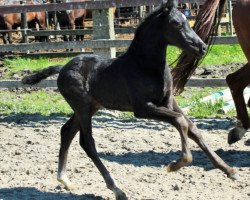 broodmare Levaldin (Oldenburg, 2016, from Le Vivaldi)
