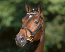 stallion Con Capitol (Holsteiner, 1999, from Contender)