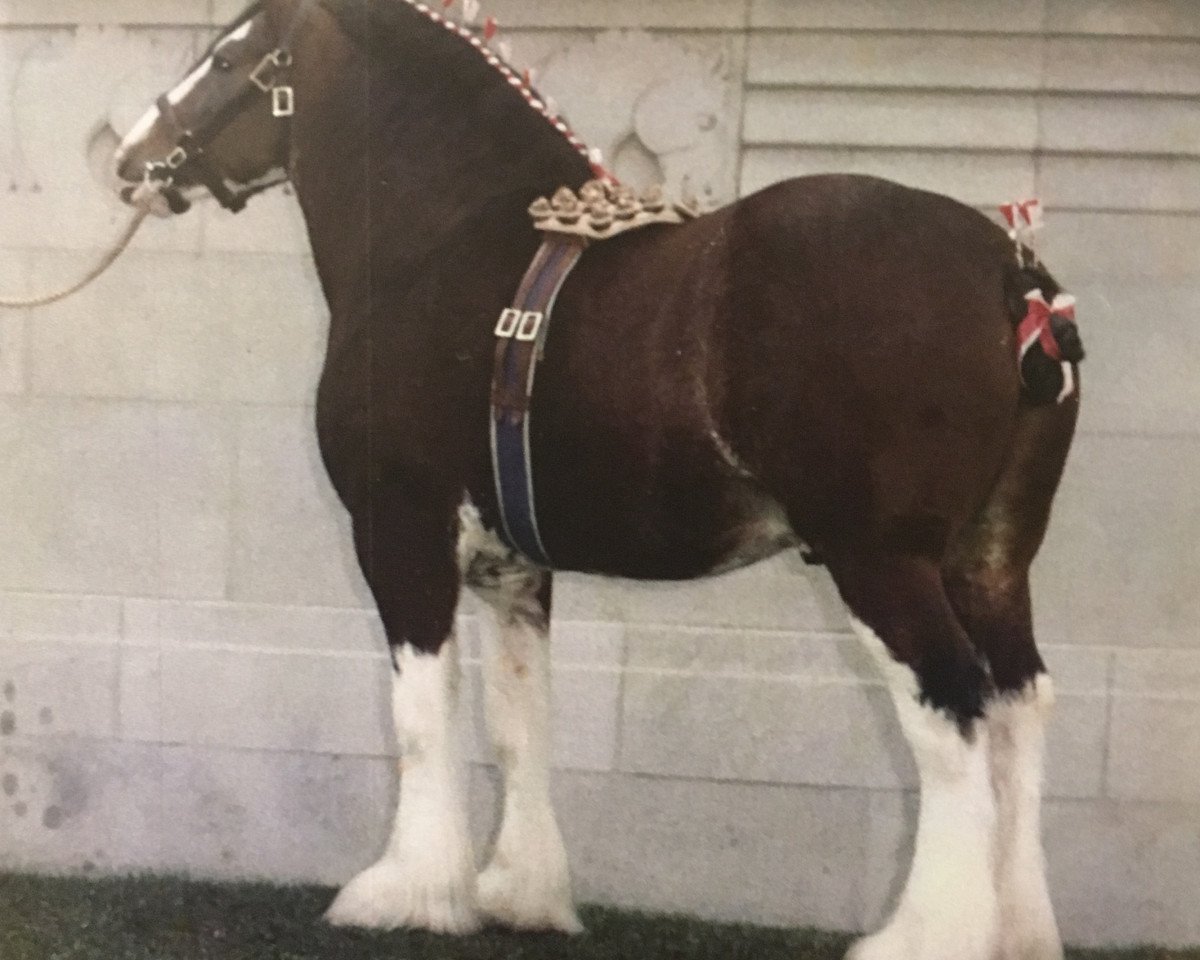 Deckhengst Bardrill Glenord (Clydesdale, 1965, von Glenord)