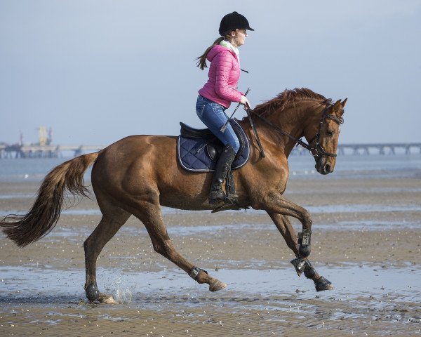 dressage horse iCandy (Oldenburg, 2009, from Incolor)