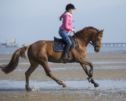 dressage horse iCandy (Oldenburg, 2009, from Incolor)