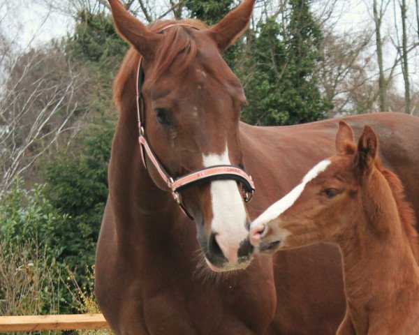 broodmare Diva de Luna 2 (Hanoverian, 2007, from Dancier)