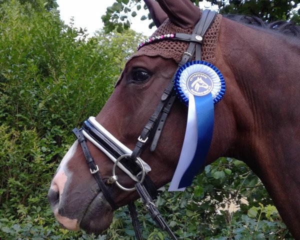 broodmare Quietschi Z (Rhinelander, 2012, from Quanticus)