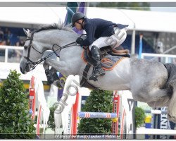 stallion Cyrano D'Orbri (Luxembourg horse, 2006, from Cicero Z van Paemel)