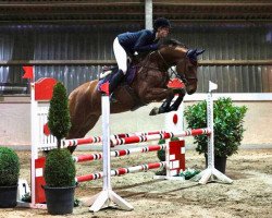 jumper Quatrilan (Oldenburg, 2013, from Quattro B)