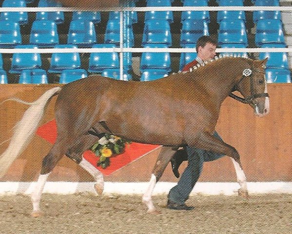 stallion Melvin 23 (German Riding Pony, 2005, from Mangold) stallion Melvin 23 (German Riding Pony, 2005, from Mangold)