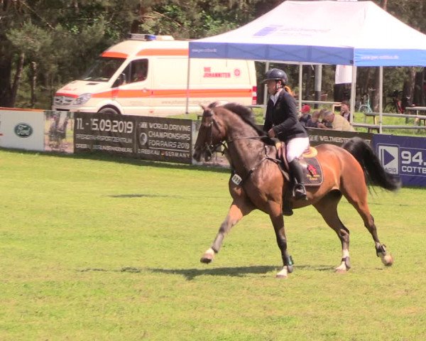 Reitturnier Cottbus-Sielow 2018