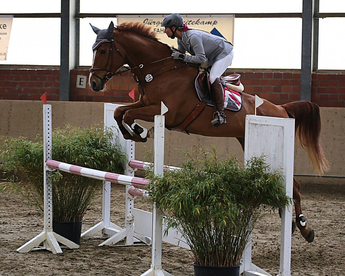 jumper Lillja (KWPN (Royal Dutch Sporthorse), 2010, from Arizona)