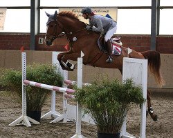 jumper Lillja (KWPN (Royal Dutch Sporthorse), 2010, from Arizona)