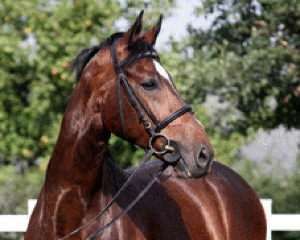 jumper Cornetto 17 (Westphalian, 2004, from Cornet Obolensky)