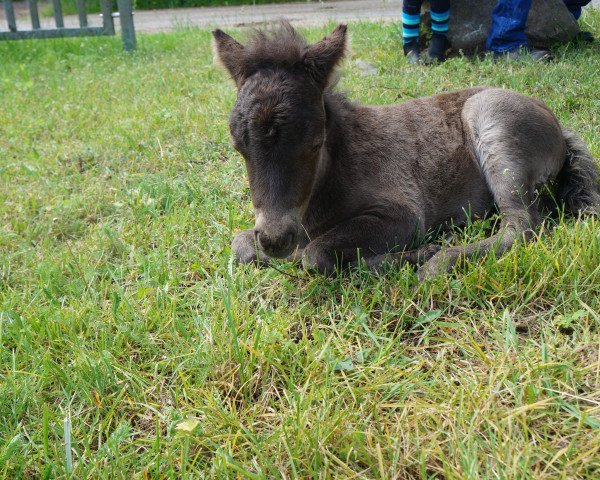 horse Pele vom Mühlenkamp (Shetland Pony, 2017, from Leonardo van Jeestebeck) horse Pele vom Mühlenkamp (Shetland Pony, 2017, from Leonardo van Jeestebeck)