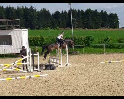 dressage horse So eine Gretel (Mecklenburg, 2010, from Sol Marq)