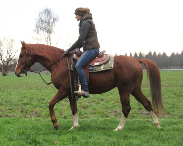 horse Sindjar Al Kjalediah (Arabian purebred, 2012, from Dormane 1984 ox)