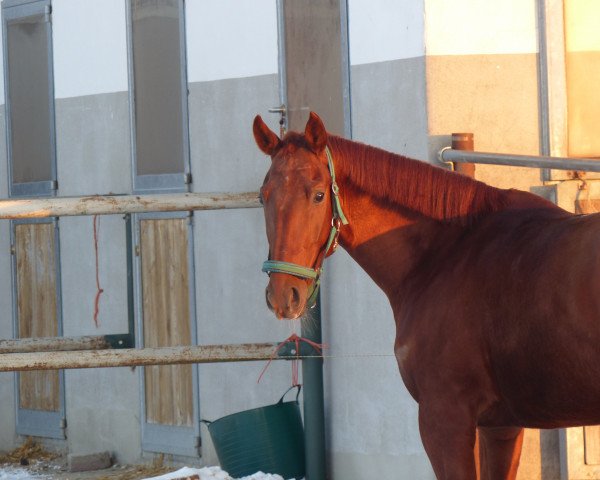 dressage horse Lucaja (Hanoverian, 2011, from Le Rouge 7)