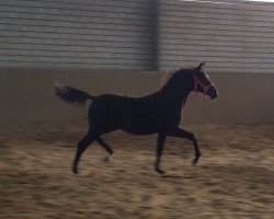 broodmare Obsession of Darkness (Westphalian, 2017, from Okawango Alpha)