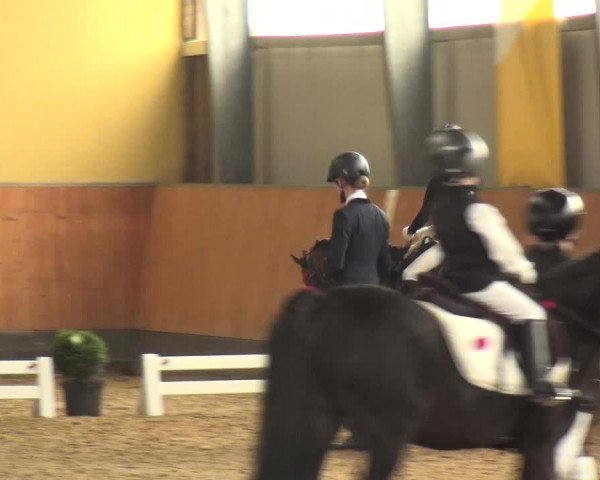 Reitturnier Frechen-Grefrath - Sonnenhof 2018