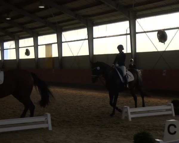 Reitturnier Frechen-Grefrath - Sonnenhof 2018