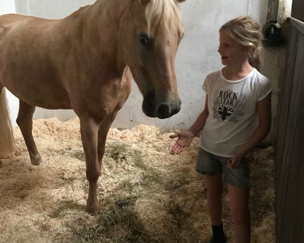 broodmare Donna 599 (German Riding Pony, 2002, from Golden Dancer)