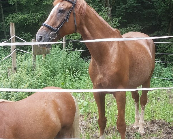 jumper Quickstar de la Source (Belgium Sporthorse, 2000, from Idolatre)