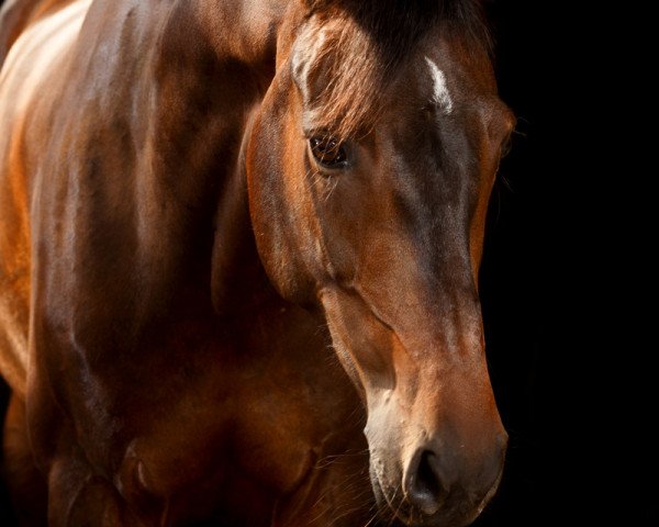 Springpferd Focus 45 (KWPN (Niederländisches Warmblut), 2010, von Azteca VDL)
