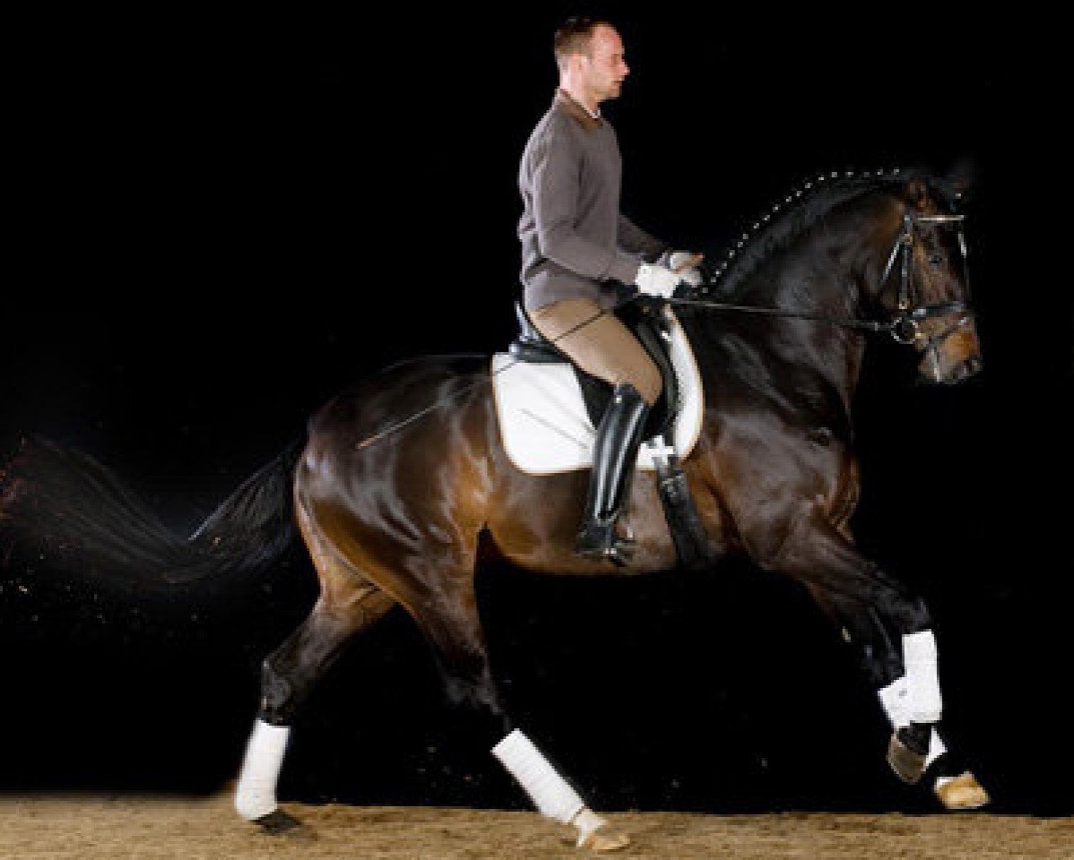 Deckhengst Latin King (Trakehner, 2004, von Hibiskus)