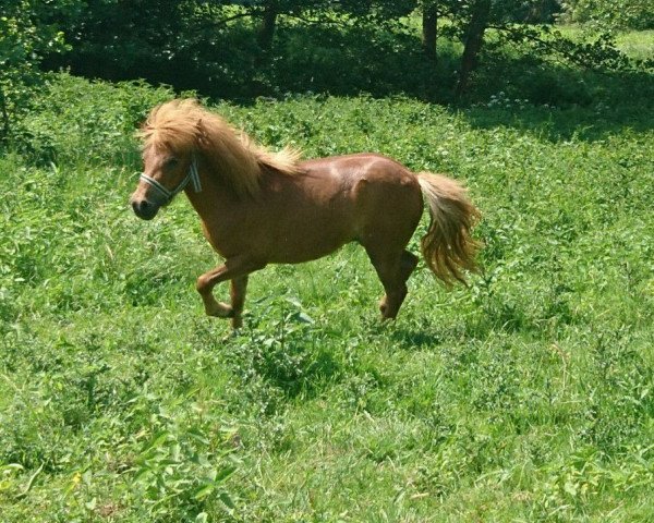 broodmare Apalonia (Shetland Pony, 2015, from Alquin van't Heut)