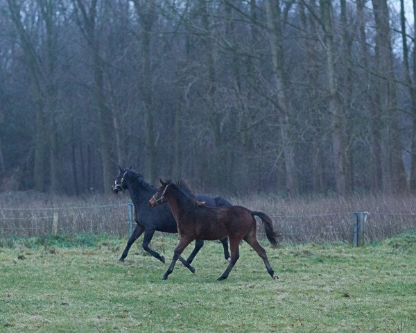 horse So Wunderbar (Oldenburg, 2017, from Spörcken)