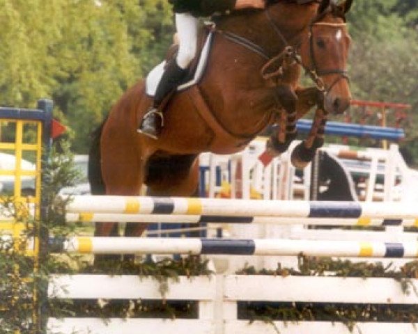 Springpferd Loro Piana Salomon Ter Wilgen (Belgisches Warmblut, 1995, von Landetto)