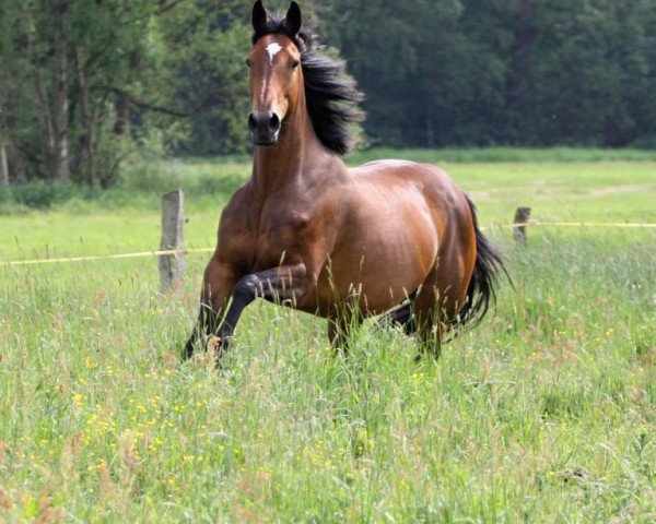 broodmare Andacht v.d.R. (Westphalian, 2008, from Tagant xx)