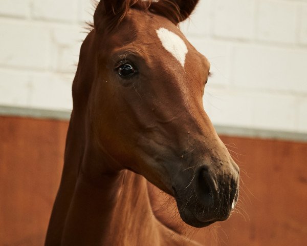 dressage horse Denkerherzchen (Oldenburg, 2017, from Danone 4)