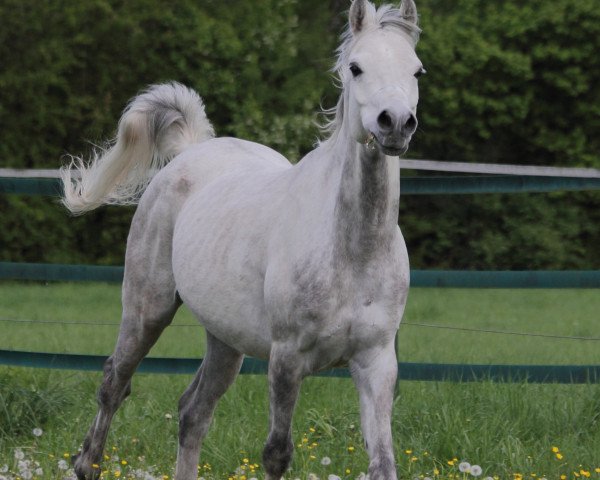 horse Kruschano (Arabian purebred, 2010, from Kruschan Ibn Kantar)