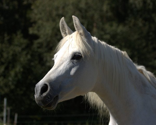 horse Nyushina (Arabian purebred, 1997, from Kruschan Ibn Kantar)