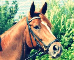 broodmare Fantasia Piccola (Westphalian, 2004, from Fürst Piccolo)