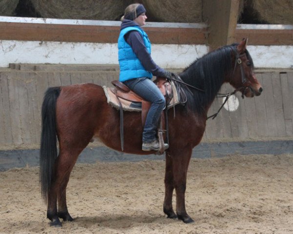 horse Vartan (Arabian purebred, 2014, from Kahil Al Shaqab ox)