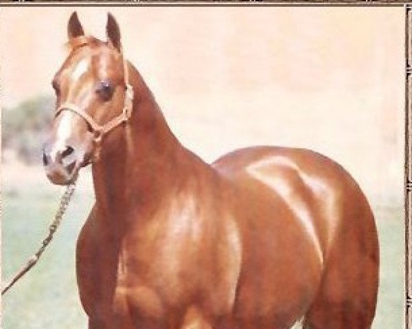 Deckhengst Doc Bar (Quarter Horse, 1956, von Lightning Bar) Deckhengst Doc Bar (Quarter Horse, 1956, von Lightning Bar)