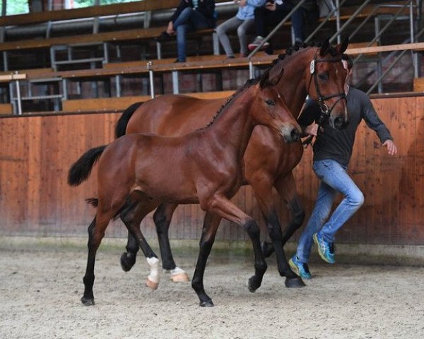 Zuchtstute Voltaire´s Diamond (Oldenburger Springpferd, 2017, von Voltaire)